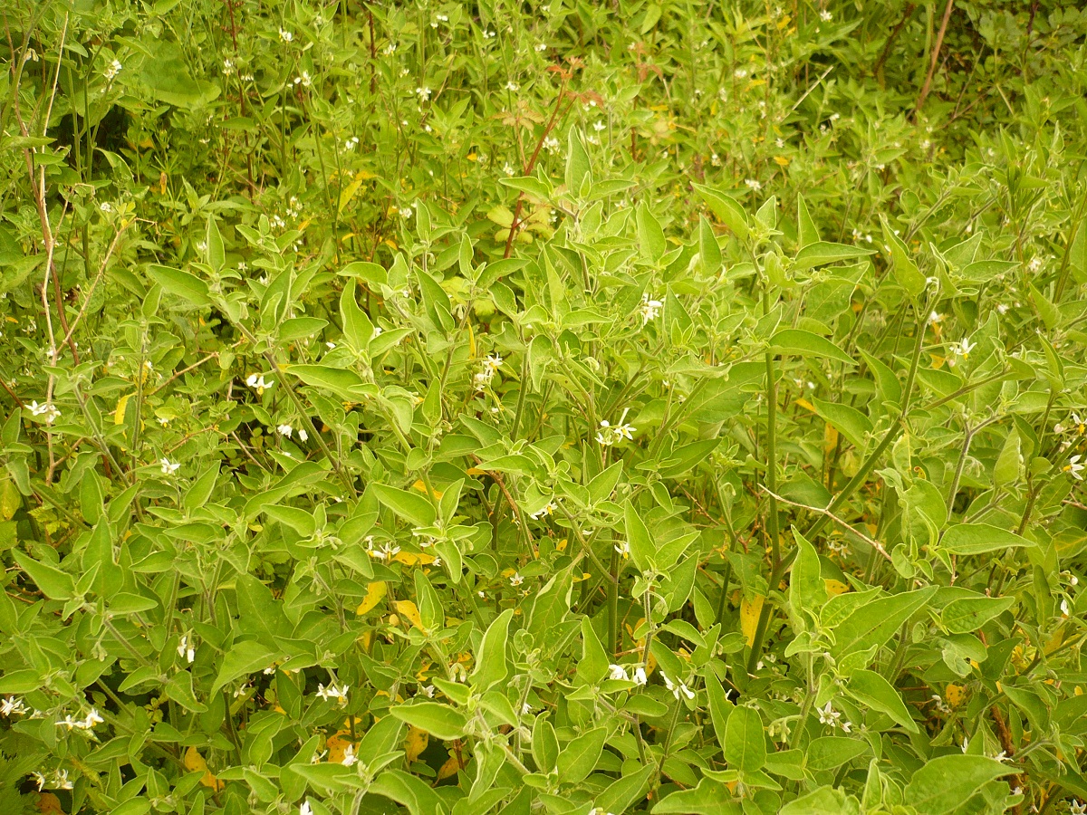 Solanum chenopodioides (Solanaceae)